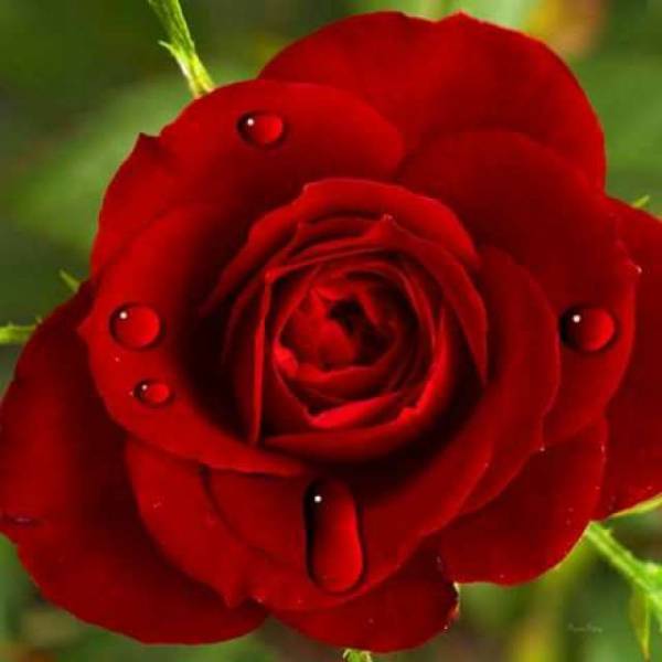 €€€ PLAZA LIBRE, MUCHA PASTA €€€ 915532075