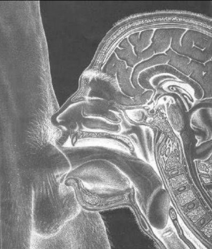 Quieres el bibi? Quieres lechita