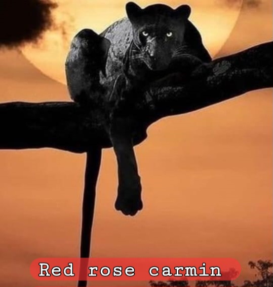 tus chicas en Red rose Carmin para relax y mas