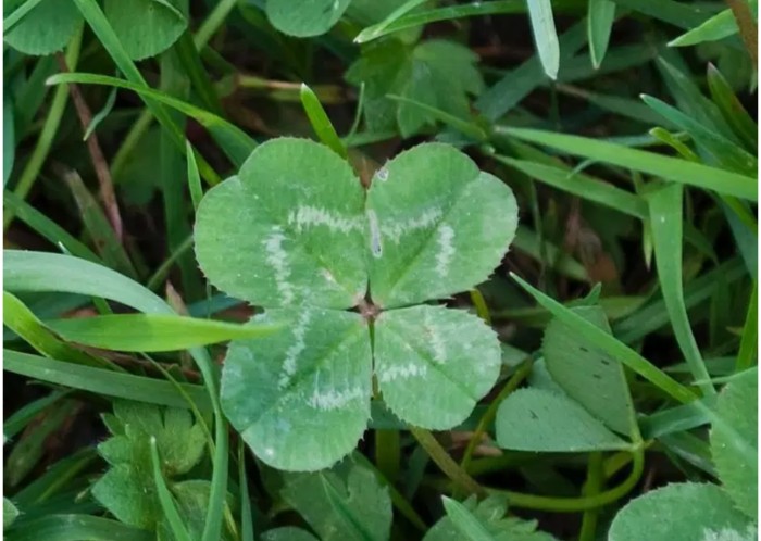 SE BUSCA CHICA PARA PLAZA O TURNO MÁLAGA CENTRO