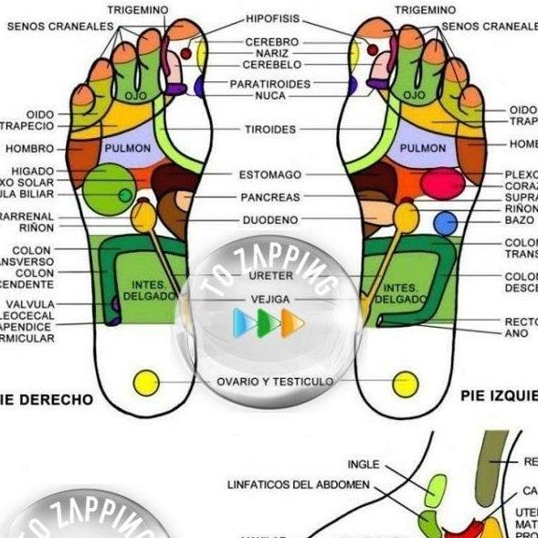 Masajista maduro y rellenito para masajes