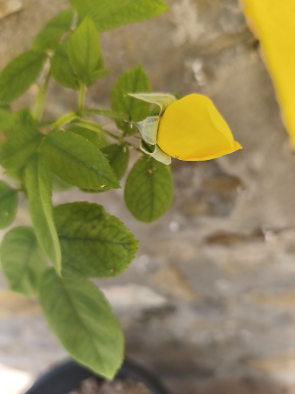 GALLEGA BDSM ABDL sexo natural casa rural bosque privado zona discreta