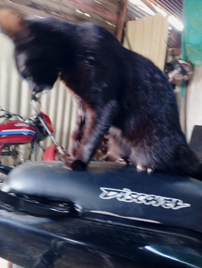 Chica transexual  VIP.  Y REINA en GARGANTA ATOPE