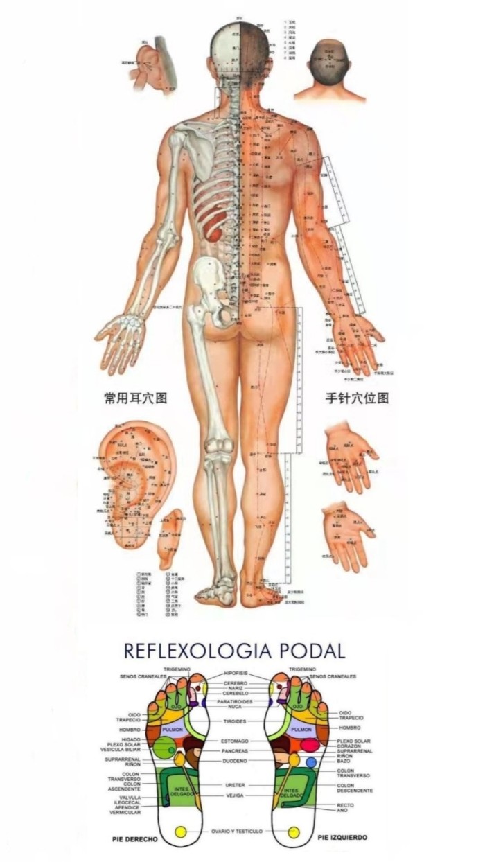 ATRACTIVAS ORIENTALES, 665277131, SANTA PONÇA