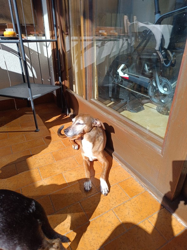 Pechos grandes y naturales