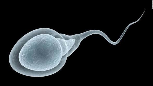 Inseminación Natural,discreto y fertil
