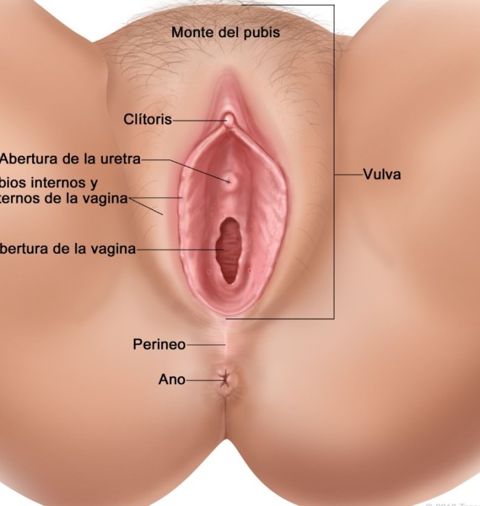 Ven amor .estoy cachonda rico y jugoso coño
