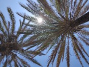 MASAJES EROTICOS Y RELAJANTES