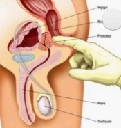 MASAJES ERóTICOS. SOY ESPECIALISTA EN EL PUNTO G MASCULINO/ ANAL PROSTáTICO